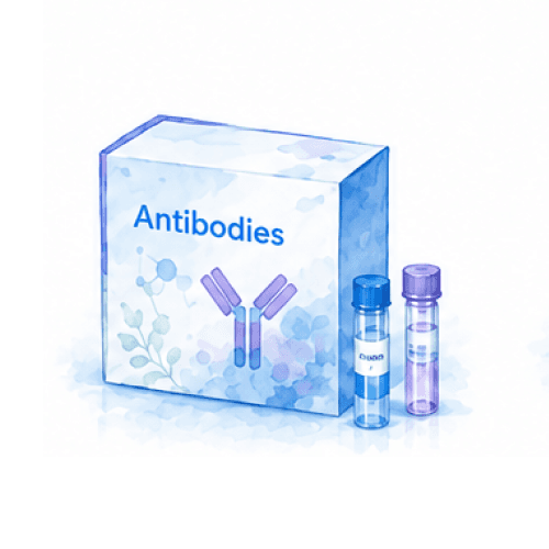 APP/Beta Amyloid Polyclonal antibody