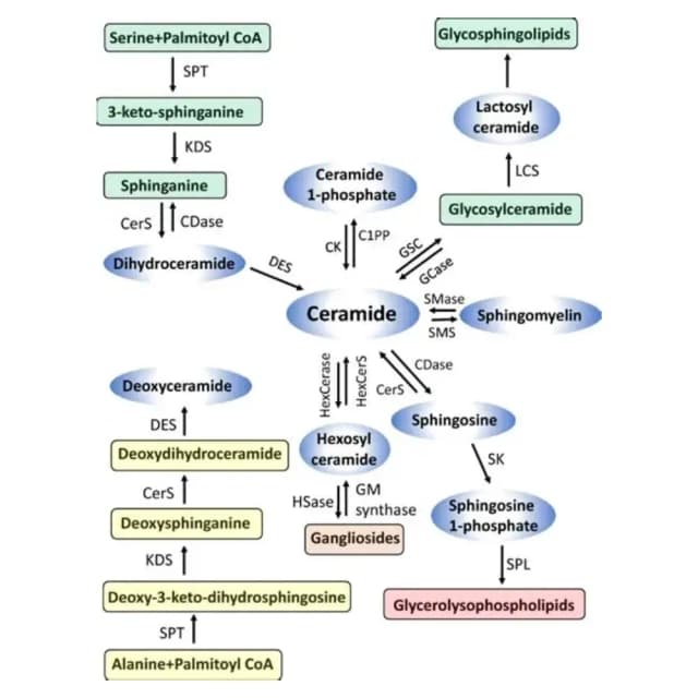 鞘脂组学原理