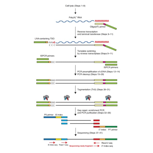 SMART-Seq2原理