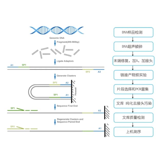 动植物基因组重测序原理