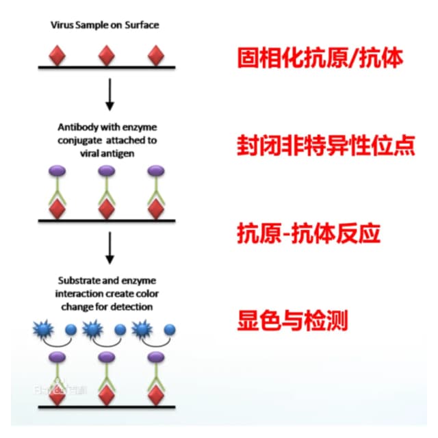 ELISA原理