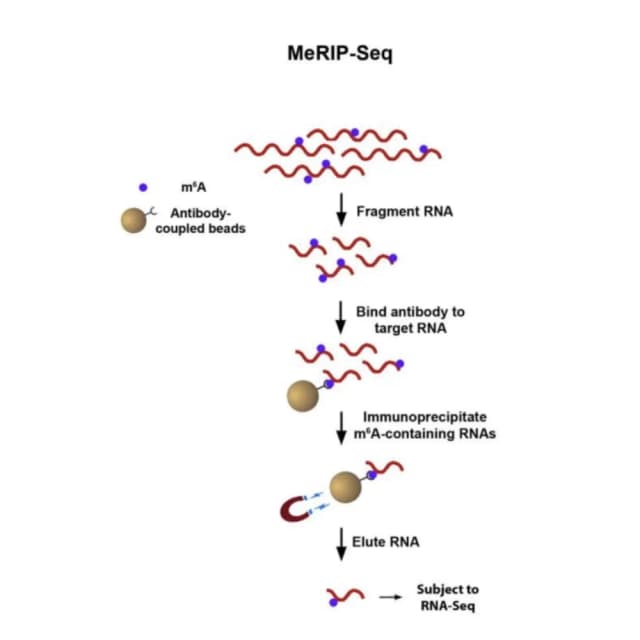 MeRIP-Seq原理
