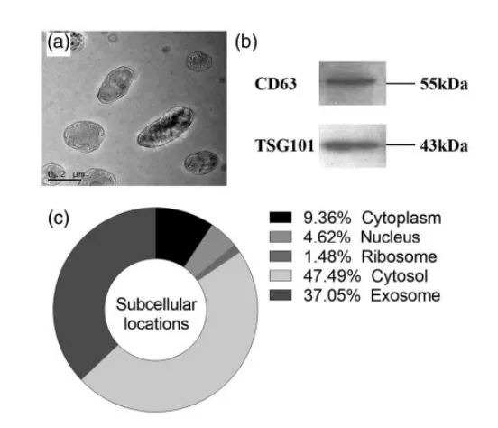 外泌体 lncRNA 测序-文献案例