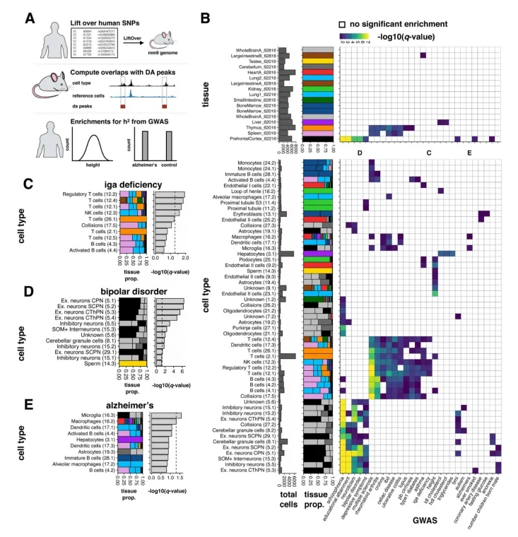 ATAC-Seq-文献案例