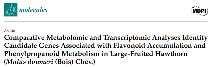 Comparative Metabolomic and Transcriptomic Analyses Identify Candidate Genes Associated with Flavonoid Accumulation and Phenylpropanoid Metabolism in Large-Fruited Hawthorn (Malus doumeri