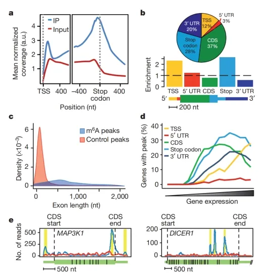 MeRIP-Seq-文献案例